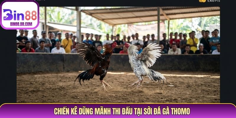 Chiến kê dũng mãnh thi đấu tại sới đá gà Thomo Chiến kê dũng mãnh thi đấu tại sới đá gà Thomo