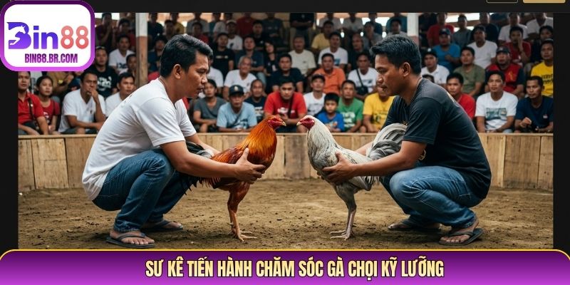 Sư kê tiến hành chăm sóc gà chọi kỹ lưỡng Sư kê tiến hành chăm sóc gà chọi kỹ lưỡng
